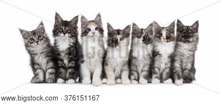 Group Of Seven Maine Coon Cat Kittens In Different Colors And Patterns, Sitting Beside Each Other On
