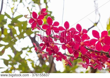 Red Orchids Flower On A Green And White Bokeh Background.orchid Flowers Taken At An Exhibition In Th