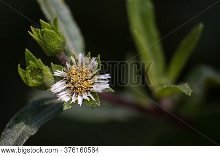 Closeup Of Eclipta Prostrata Or Bhringraj Flower, Also Known As False Daisy Or Karisalankanni