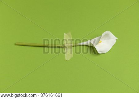 Calla Flower With Sticky Tape Isolated On Flat Lay Green Background. Minimal Spring Wedding Or Birth
