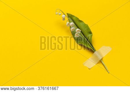 Lily Of The Valley Flower With Sticky Tape Isolated On Flat Lay Yellow Background. Minimal Spring We