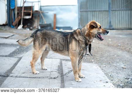 Beautiful Dog On A Chain And Looks Away