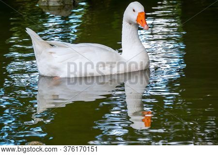 Domesticated Grey Goose, Anser Cygnoides Domesticus, Swims In A Lake With Green Water. Domesticated 