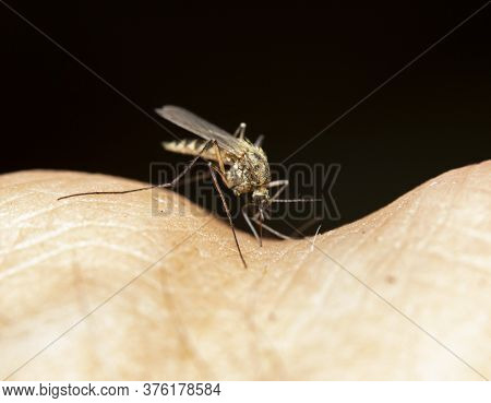 Mosquito Full Of Blood Macro Closeup Sucking