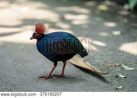The Crested Partridge, Rollulus Rouloul, Also Known As The Crested Wood Partridge, Roul-roul, Red-cr