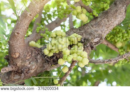 Star Gooseberry Or Phyllanthus Acidus On Tree In The Garden On Blur Nature Background.