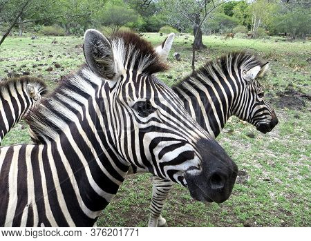 Striped Black And White Zebras On A Blury Green Background