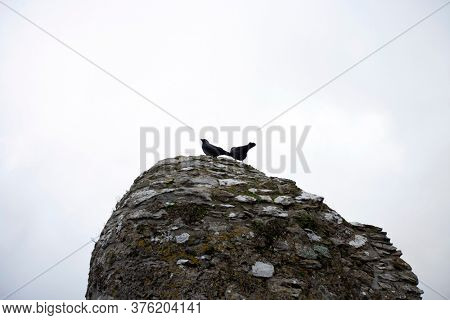 Crows atop Blarney Castle, County Cork, Ireland