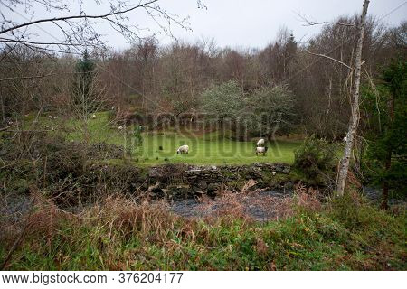 Sheep grazing next a stream, Kenmare, Ireland