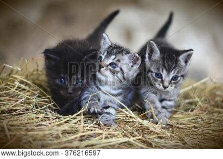 Two Cute Kittens Are Sitting And Waitig For Their Mother Cat
