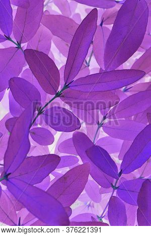 Bright, Catchy, Acidic Purple Floral Background. Foliage Close-up. Spectacular Violet Plant Backdrop