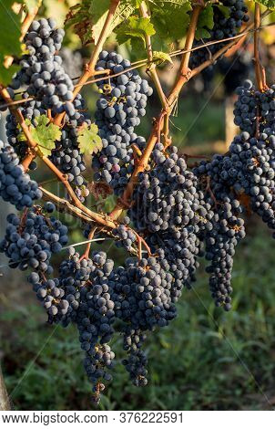 Close Up Of Red Merlot Grapes In Vineyard. Medoc, Gironde, Aquitaine. France