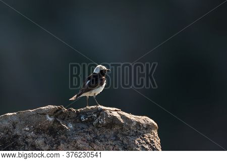 The Pied Wheatear, Wild Bird Sits On A Stone