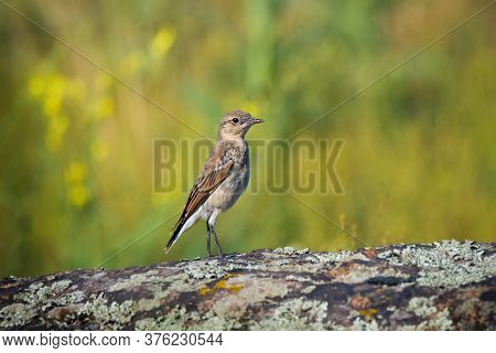 The Northern Wheatear, Wild Bird Sits On A Stone
