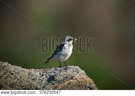 The Northern Wheatear, Wild Bird Sits On A Stone
