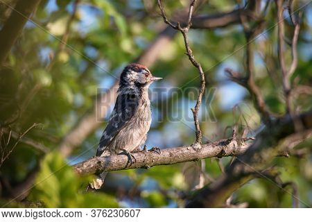 Single Lesser Spotted Woodpecker Sitting On Tree Branch