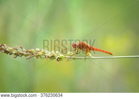 Close Up Of Red Dragonfly Sitting On Green Grass