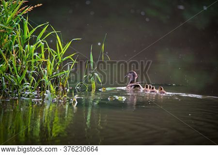 Waterfowl Bird Family Of Mandarin Ducks On The Lake
