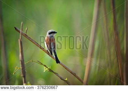 Beautiful Red-backed Shrike, Wild Bird Sits On A Reed