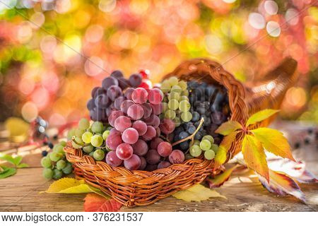 Autumn still life with ripe different grape varieties. Behind the beautiful autumn bokeh.