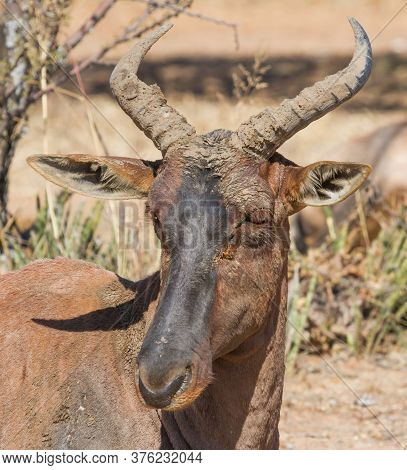 Tsessebe (damaliscus Lunatus Lunatus) Rare Antelope Closeup Portrait In South Africa With Bokeh Back