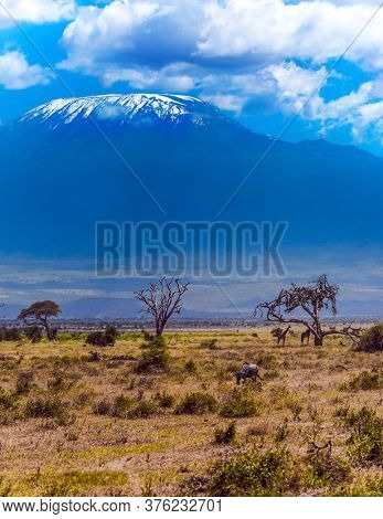 Wildebeests and giraffes graze in the savannah with bushes and desert acacies. Impressive travel to Africa, Amboseli Park. The snow peak of Kilimanjaro. 