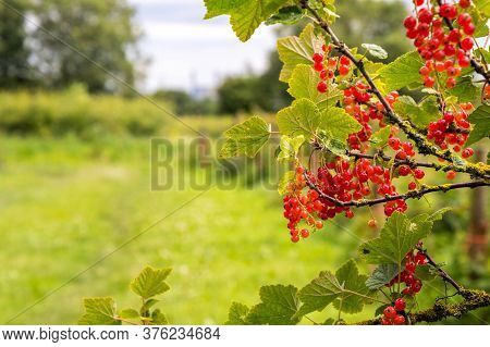 Freshly Grown Tayberrys