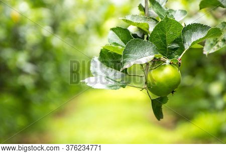 Freshly Grown Apples