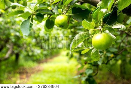 Freshly Grown Apples