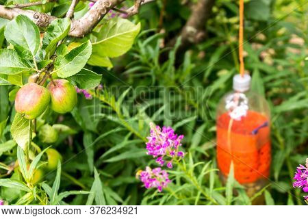 Freshly Grown Apples