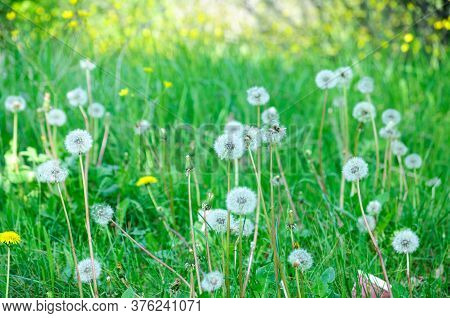 Beautiful White Dandelions On A Green Meadow In Summer Illuminated By Sunlight