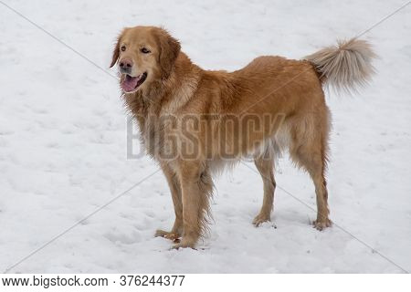 Cute Hovawart Is Standing On A White Snow In The Winter Park. Pet Animals.