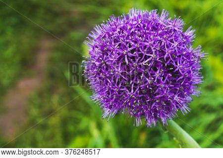 Beautiful Purple Flower. Wild Leek Allium Ampeloprasum.