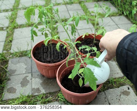 A Woman's Hand Is Holding A Shovel, Planting Tomatoes In Pots On The Landing In Front Of The House. 