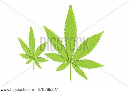 Cannabis Leaf Isolated On White Background. 3d Render