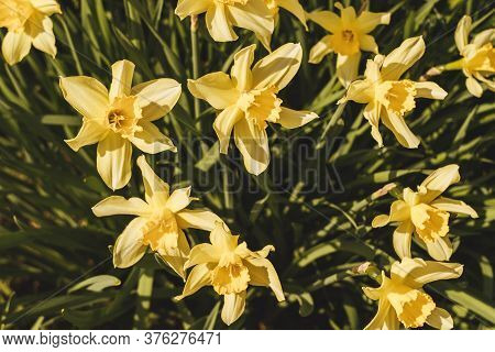 Yellow Flowers Narcissus Background. Mother Day, Womans Day Greeting Card. Hello Summer Concept.