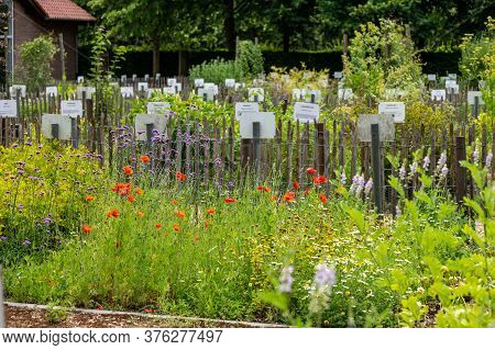 Rich Collection Of Different Medicinal, Edible, Poisonious Plants And Herbs In Abbey Botanical Garde