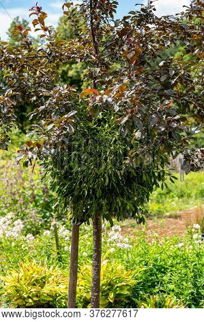 Botanical Collection Of Medicinal Or Decorative Plants And Herbs, Viscum Album Or European Mistletoe
