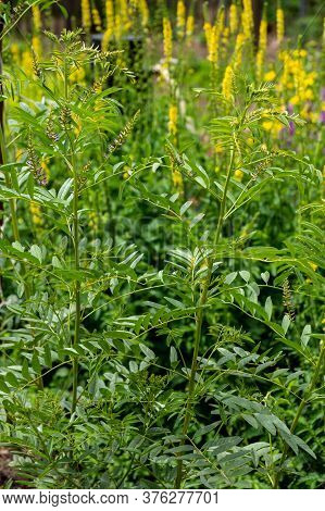Botanical Collection Of Medicinal And Edible Plants And Herbs, Liquorice (or Licorice, Glycyrrhiza G
