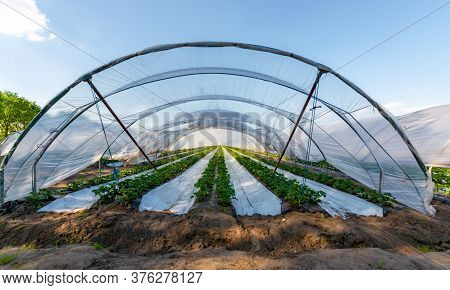 Cultivation Of Strawberry Fruits Using The Plasticulture Method, Plants Growing On Plastic Mulch In 