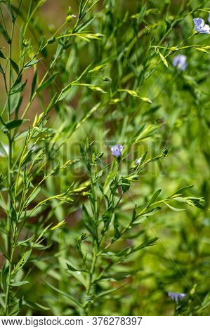 Botanical Collection Of Medicinal And Edible Plants, Flax Or Linum Usitatissimum Or Linseed, Food An