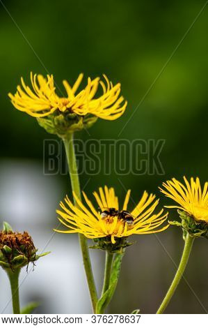 Botanical Collection Of Insect Friendly Or Medicinal Plants Elecampane, Inula Helenium Or Horse-heal