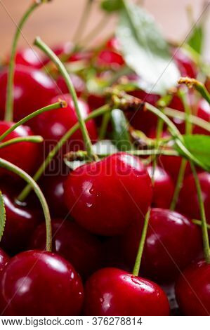 New Harvest Of Red Ripe Juicy Sour Cherry Or Kriek Berry