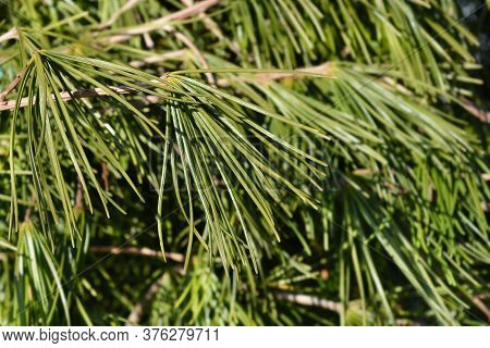 Japanese Umbrella Pine - Latin Name - Sciadopitys Verticillata