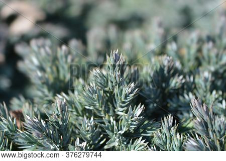 Flaky Juniper Blue Star - Latin Name - Juniperus Squamata Blue Star