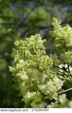Flowering Ash - Latin Name - Fraxinus Ornus