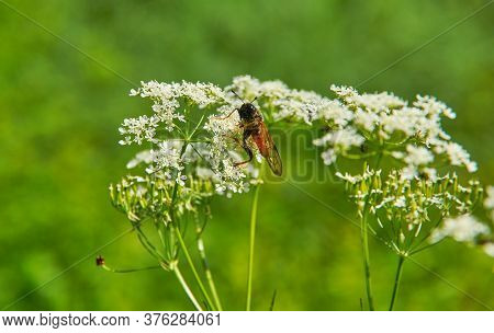 Achillea Millefolium And Cimbex Femoratus - Common Yarrow, Is A Flowering Plant In The Family Astera