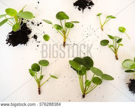 Cuttings From A Pilea Peperomioides Or Pancake Plant On A White Background
