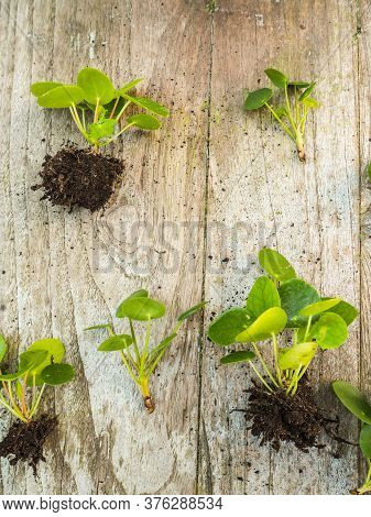 Cuttings From A Pilea Peperomioides Or Pancake Plant On A Wooden Background