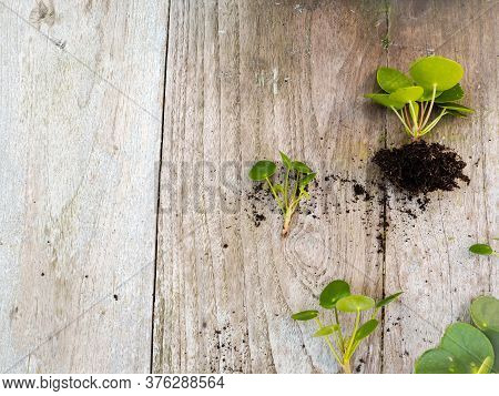 Cuttings From A Pilea Peperomioides Or Pancake Plant On A Wooden Background